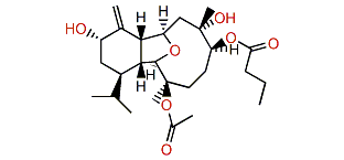 Australin C